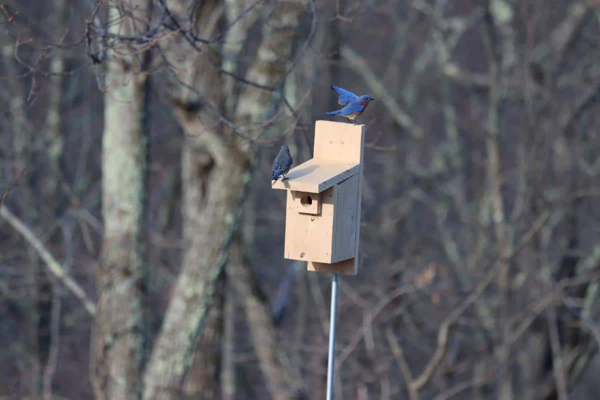 A bluebird house on a pole in an open area