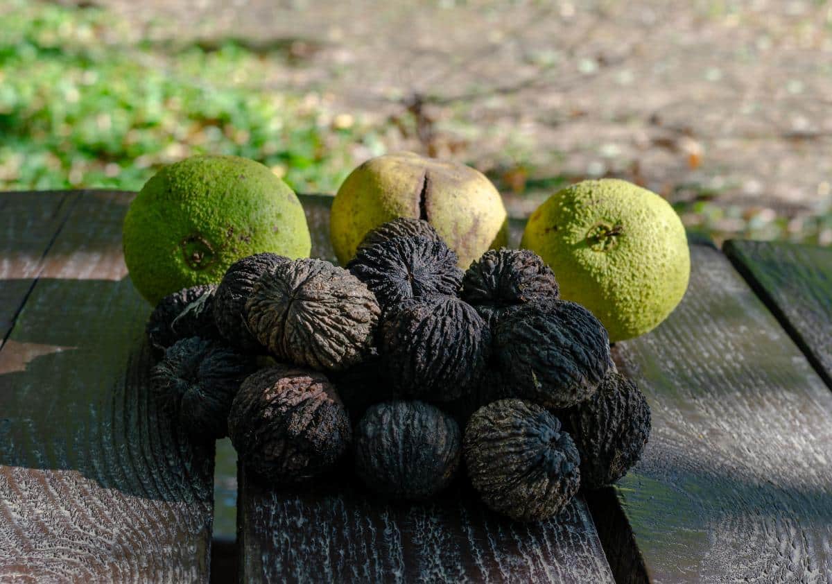 Black walnuts with and without hulls