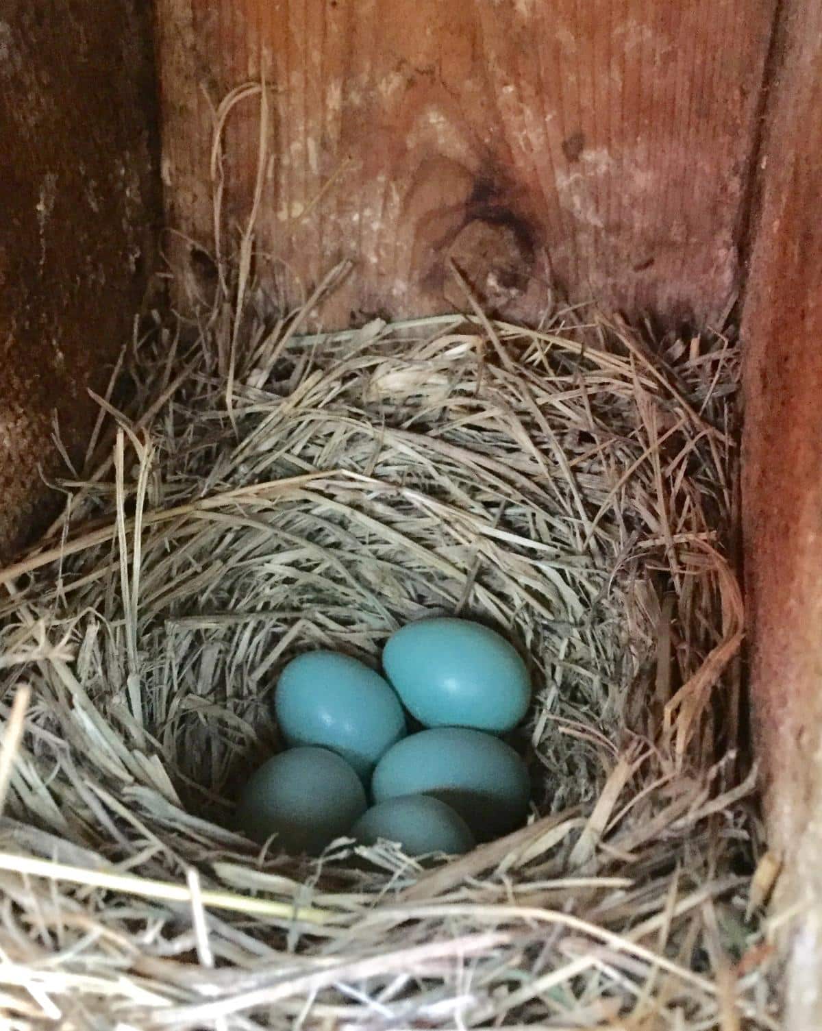 A clutch of bluebird eggs