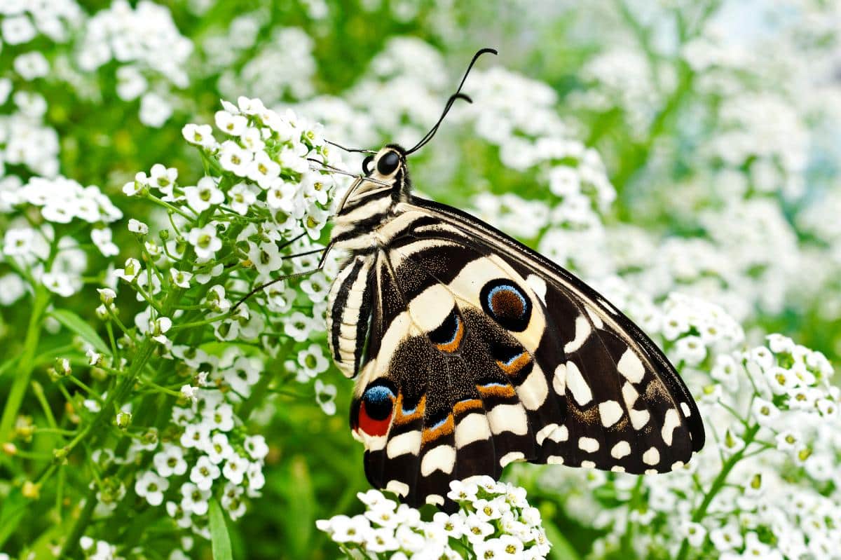 Butterfly in alyssum