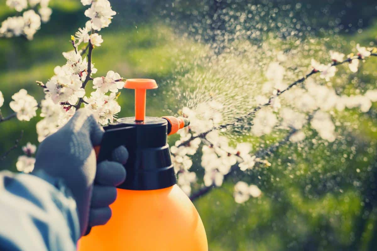 Spraying an orchard tree
