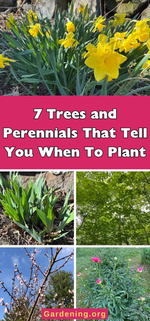7 Trees and Perennials That Tell You When To Plant pinterest image..