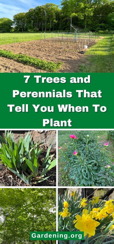 7 Trees and Perennials That Tell You When To Plant pinterest image..