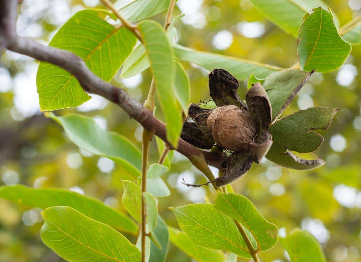English Walnuts