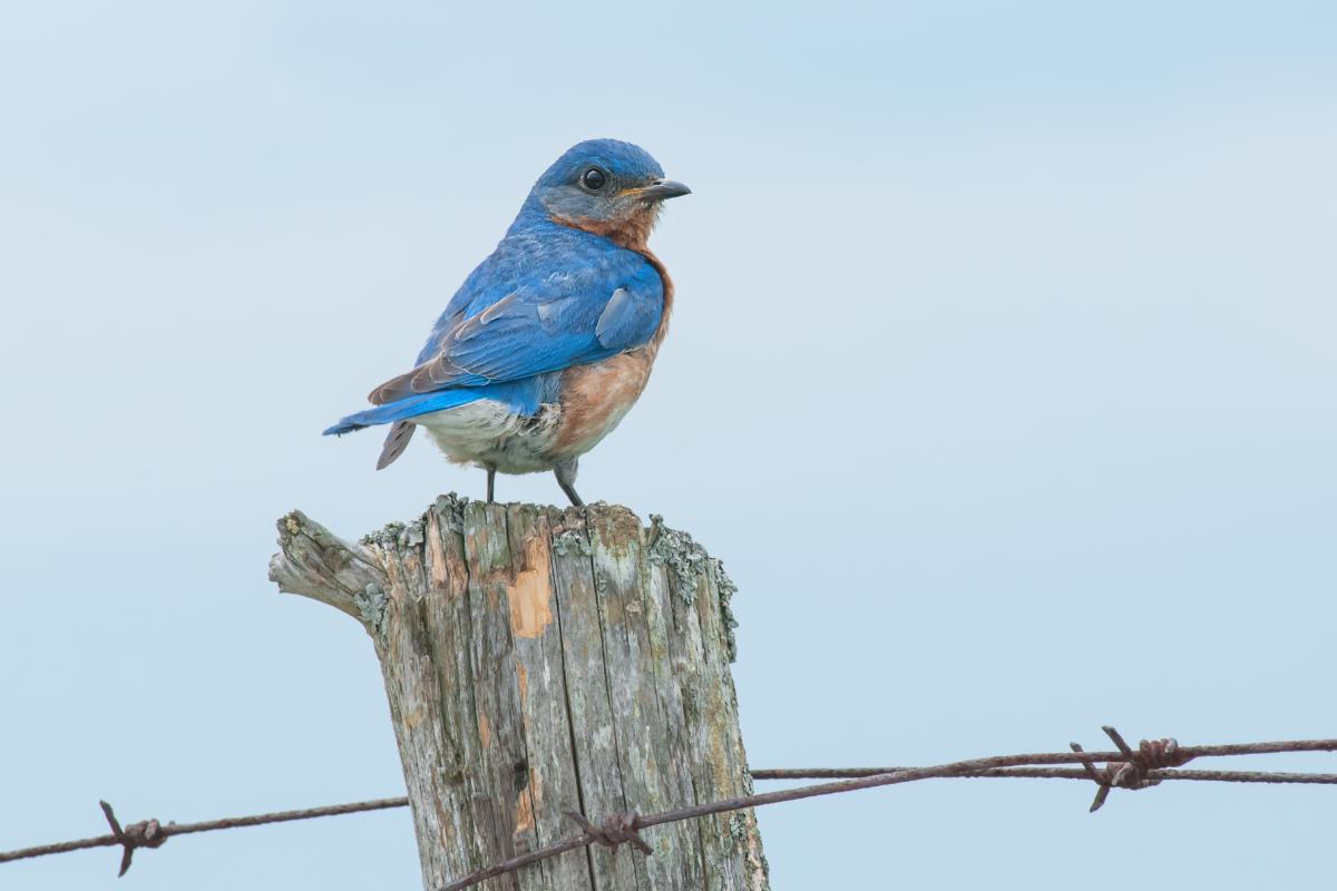 A bluebird on a fence post