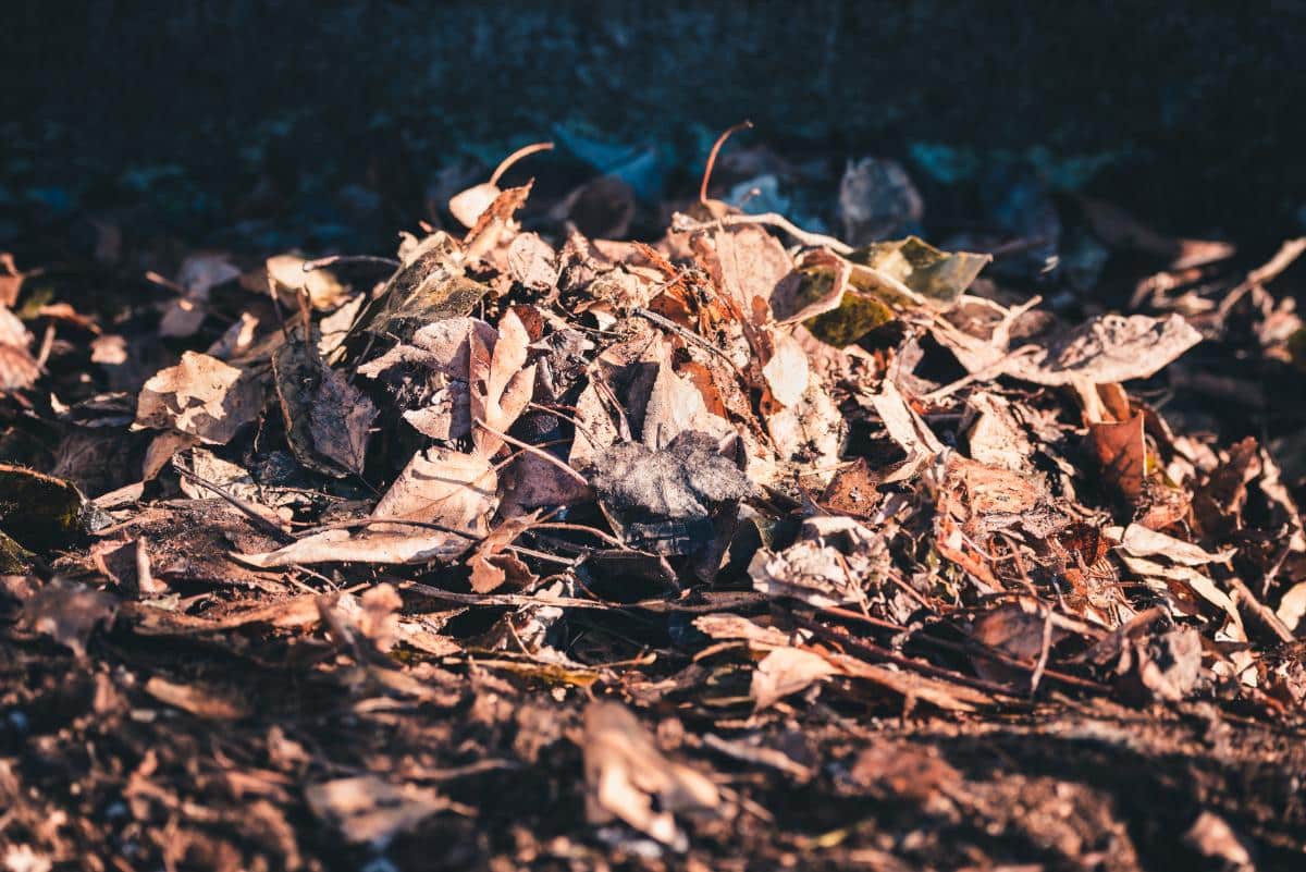 Leaves left in a perennial garden