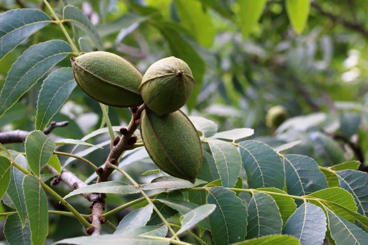 Pecans ripening in a tree