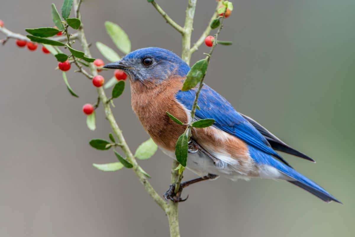 Bluebird on a winter shrub