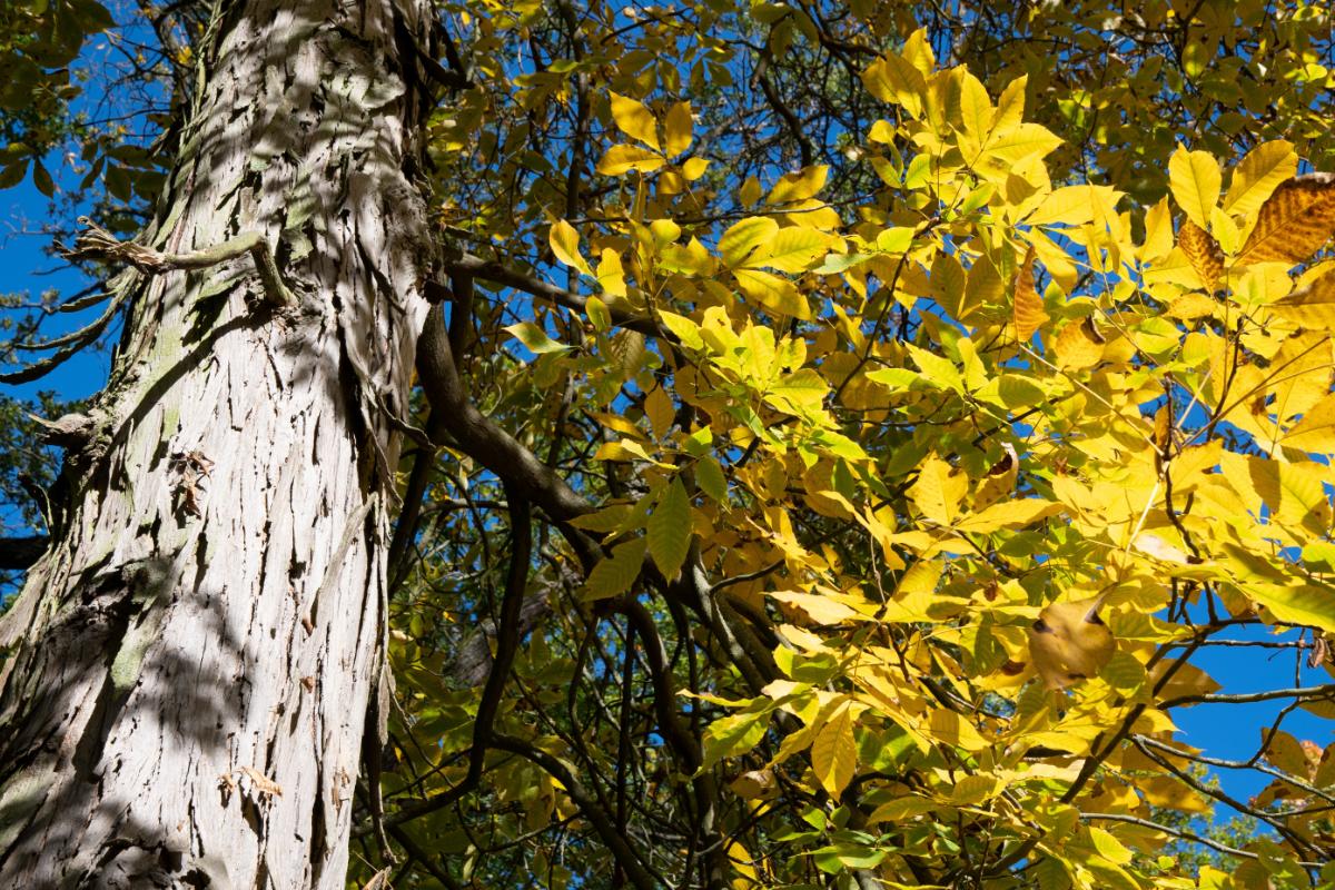 Shagbark hickory tree