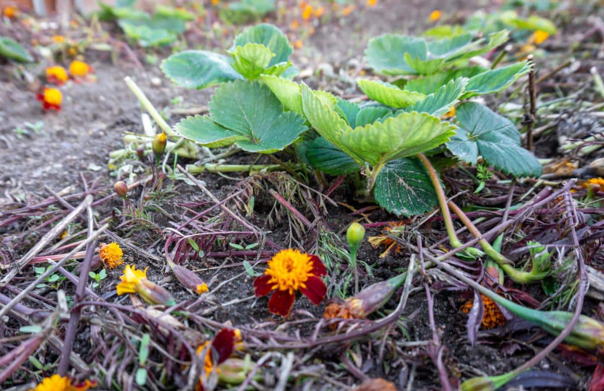 Marigolds planted next to strawberries