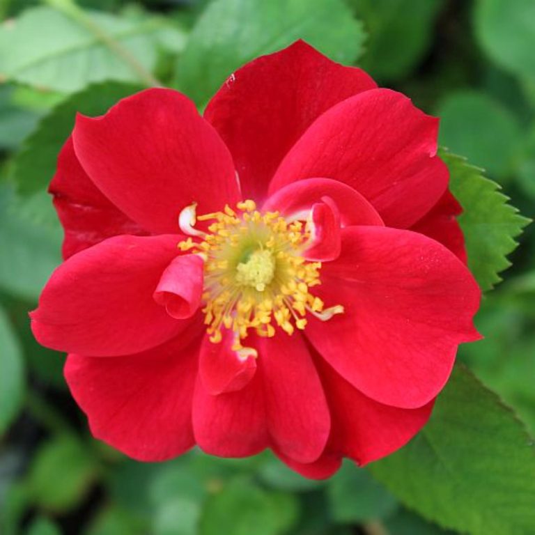 Rose Rios Canada 16 Canadian Parkland Roses (aka Morden Roses) - Gardening
