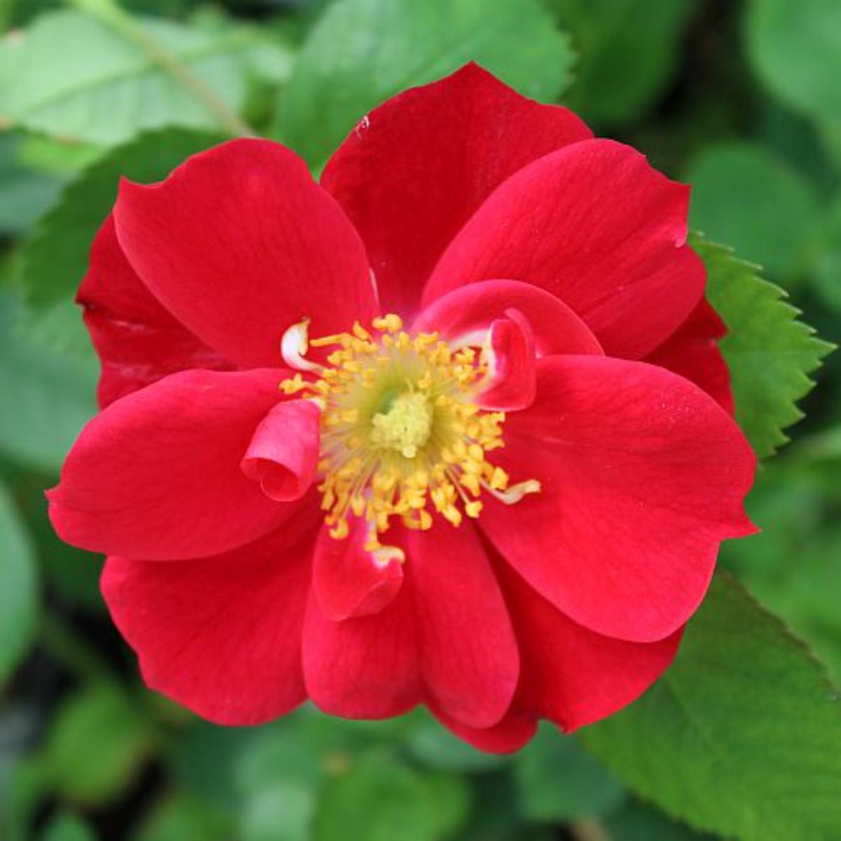 Adelaide Hoodless Rose