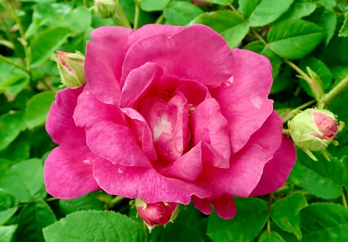 Apothecary rose variety