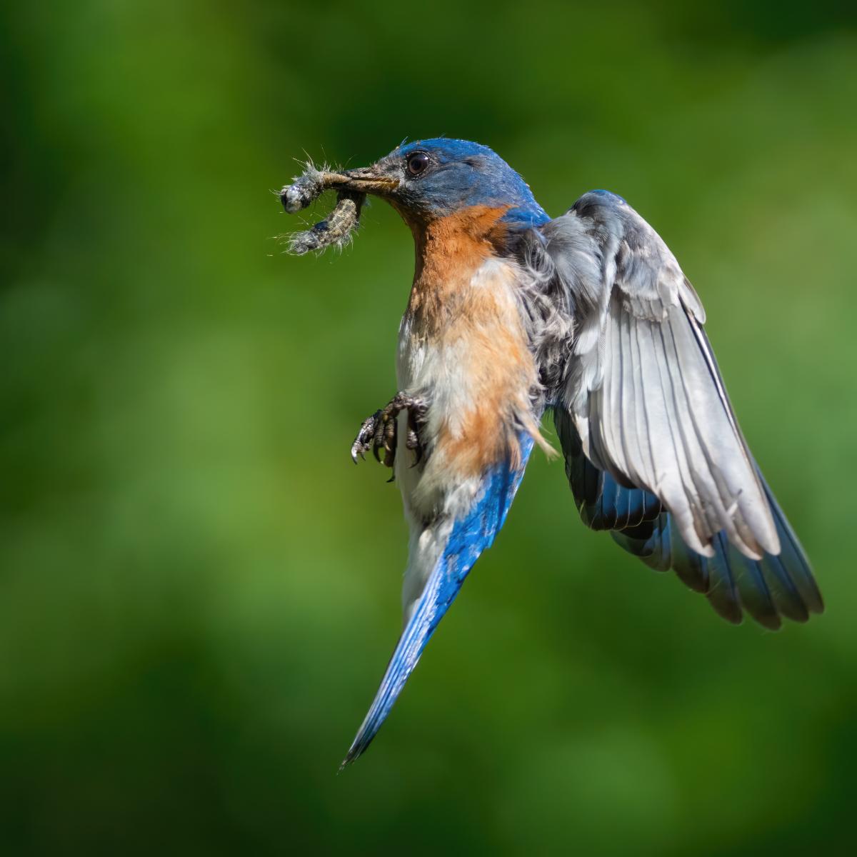 A bluebird flying away with a caterpillar pest
