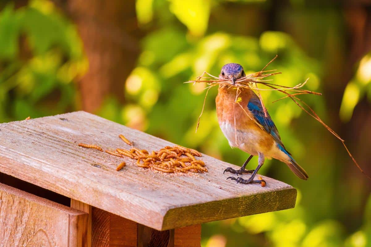 A bluebird on a bluebird house with grass and mealy worms