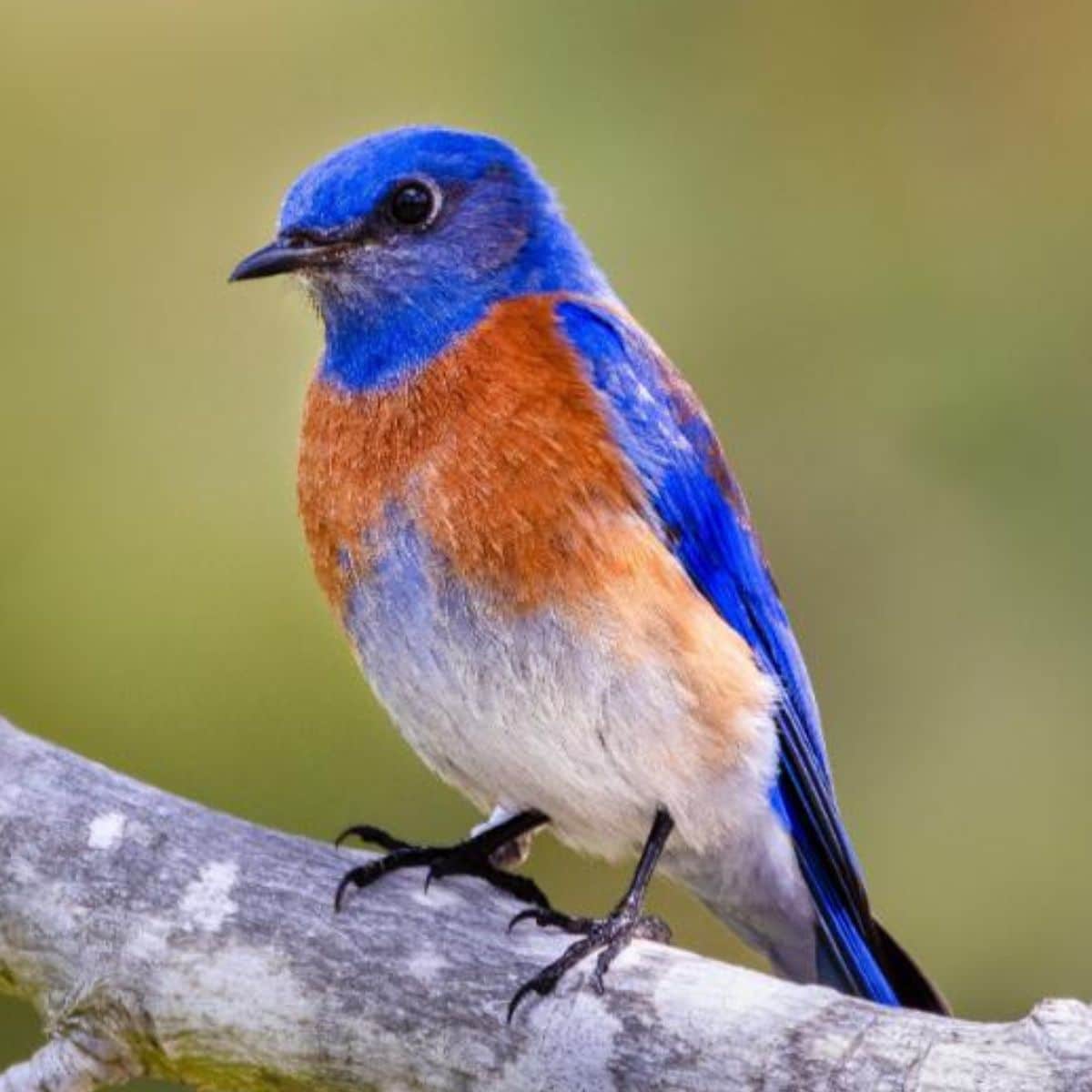 An adorable bluebird perched on a branch.