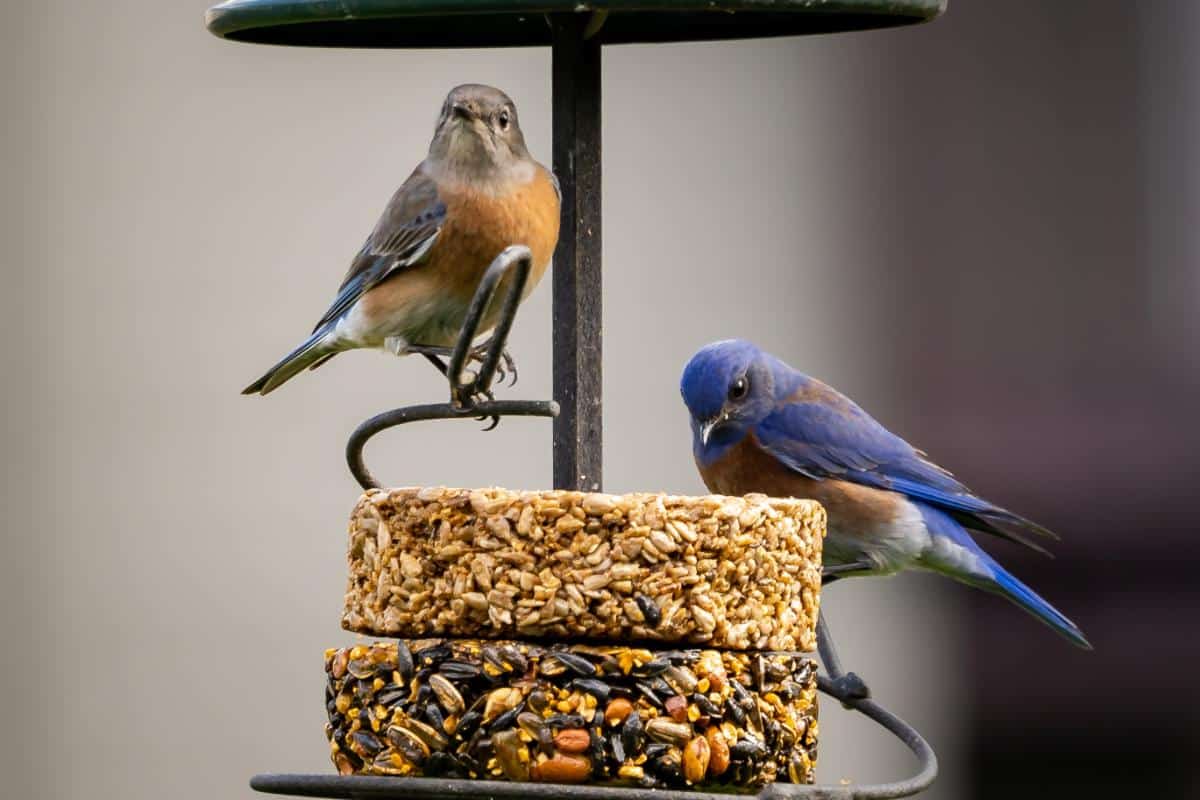 A bluebird pair eating from seed cakes