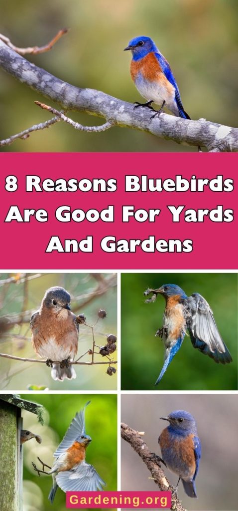 8 Reasons Bluebirds Are Good For Yards And Gardens pinterest image.