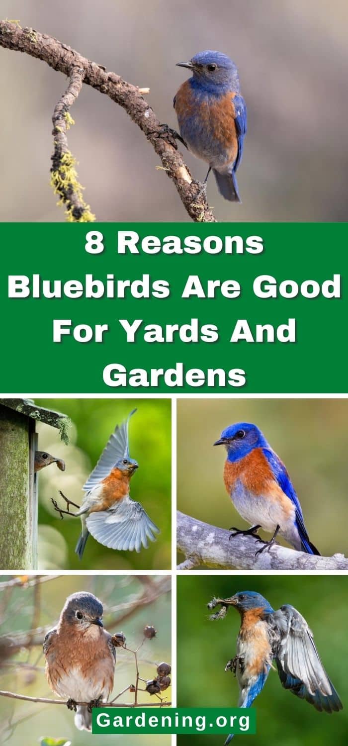 8 Reasons Bluebirds Are Good For Yards And Gardens - Gardening