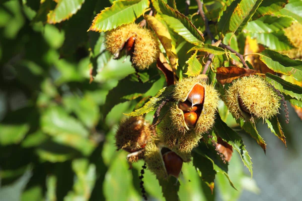 European chestnuts on the tree