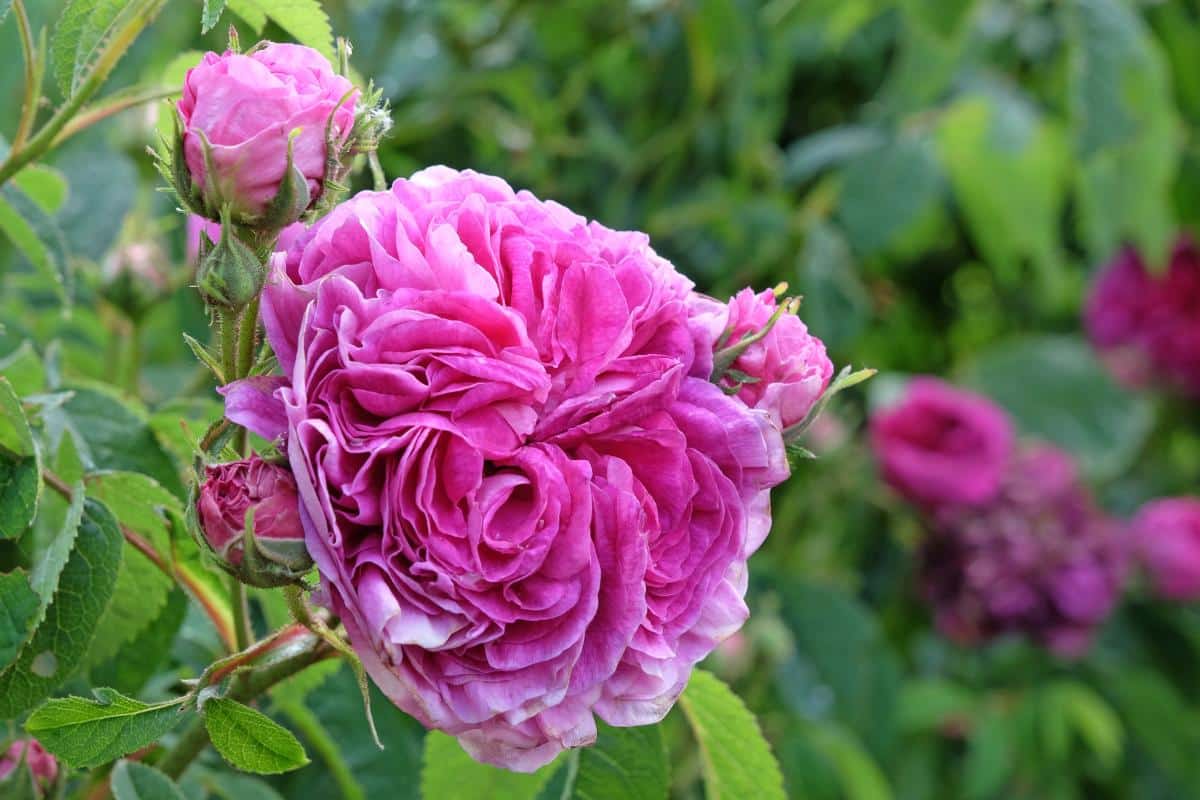‘Charles de Mills’ rose variety