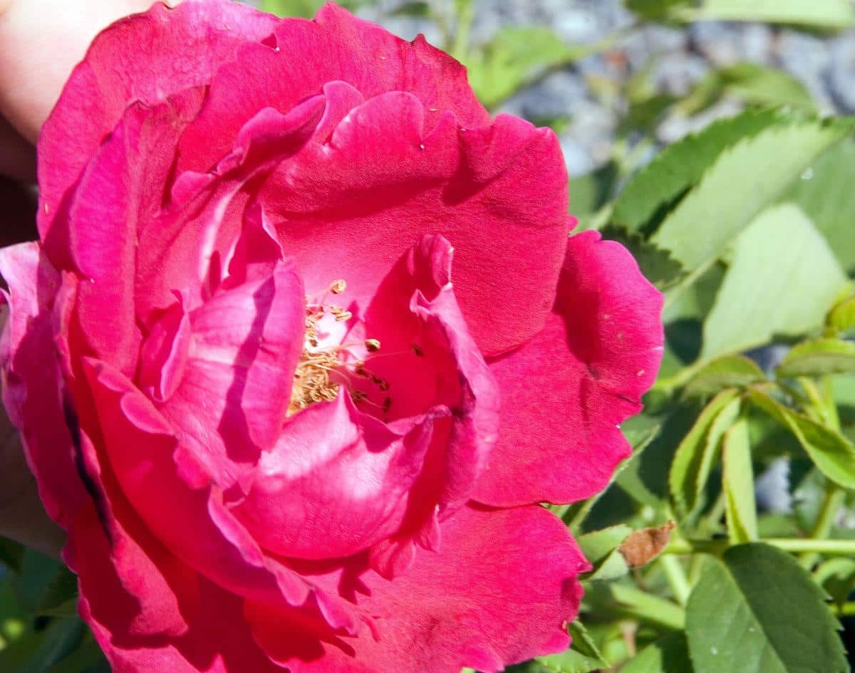 Cuthbert Grant rose