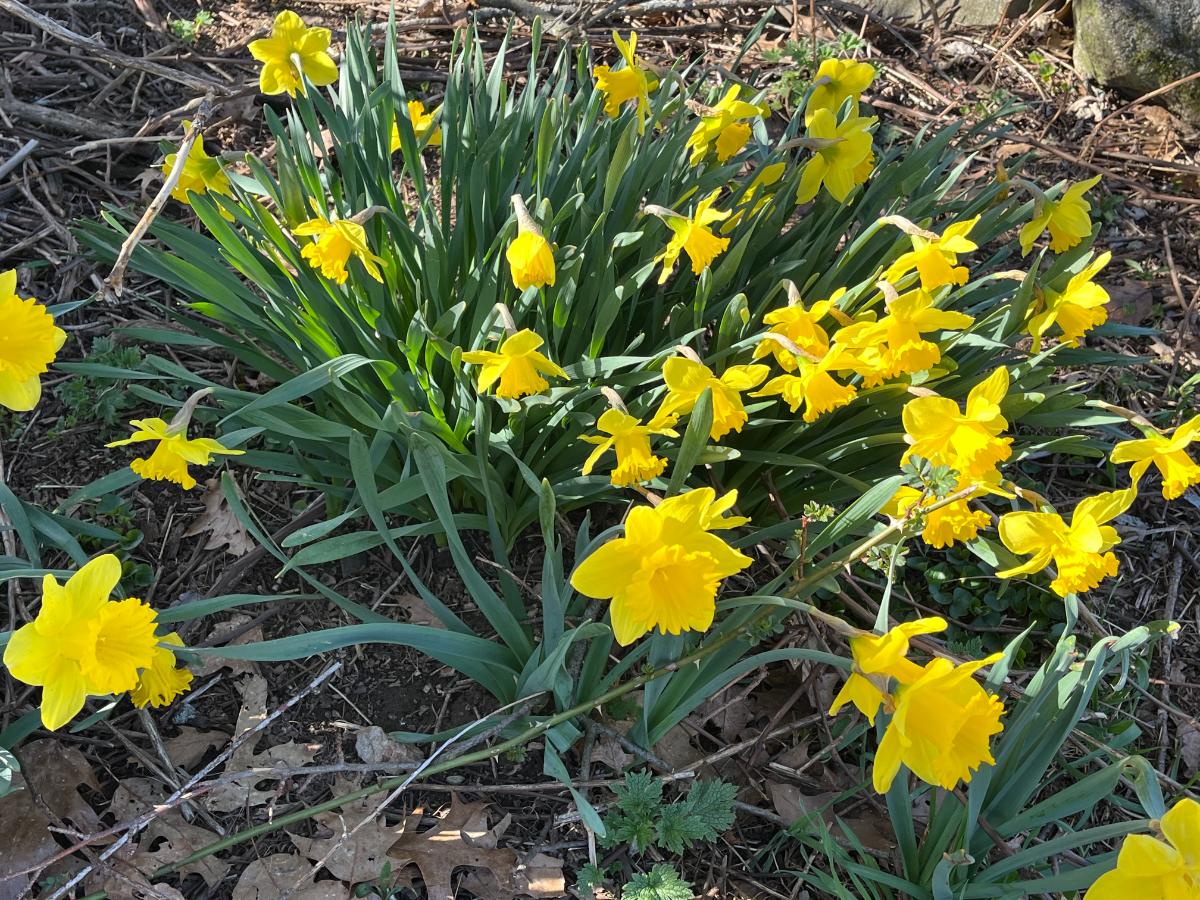 Daffodils blooming in the garden