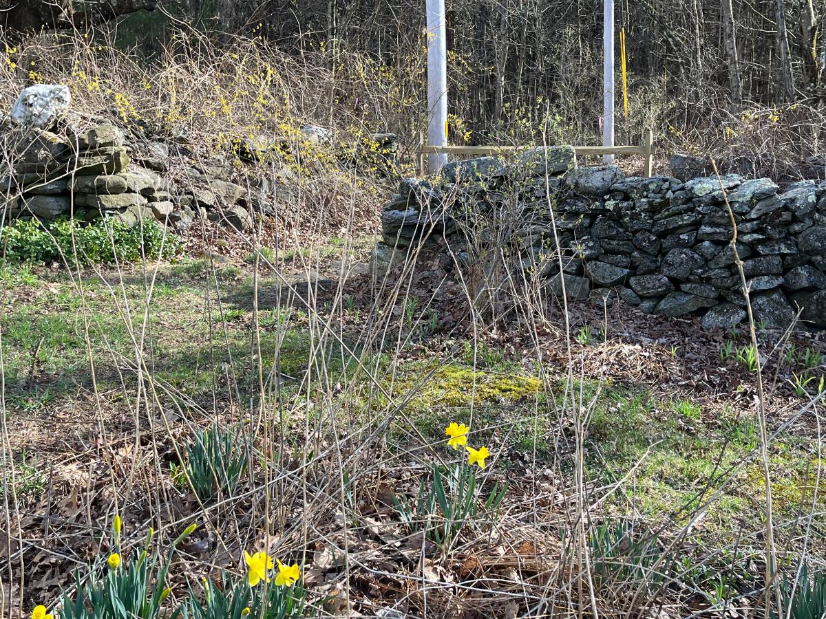 Daffodils with lilac and forsythia in the background