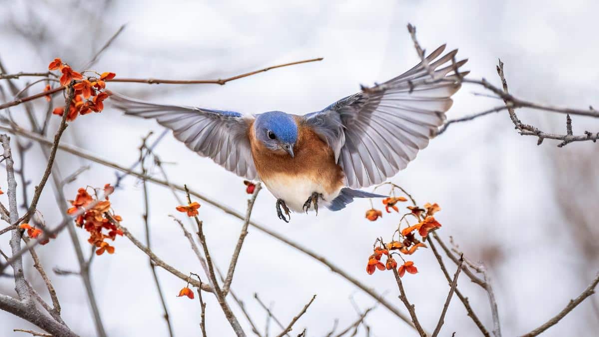 A bluebird eating berries in winter