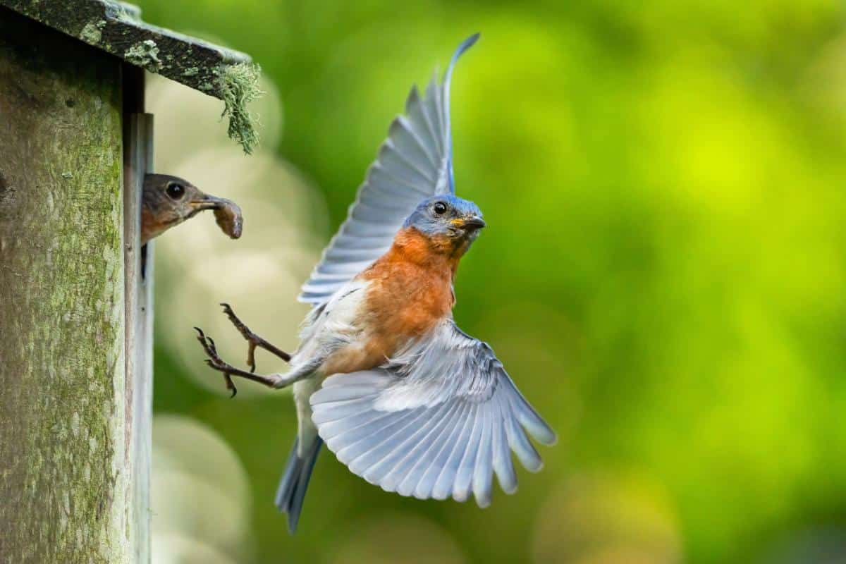 A bluebird delivers food to its nest
