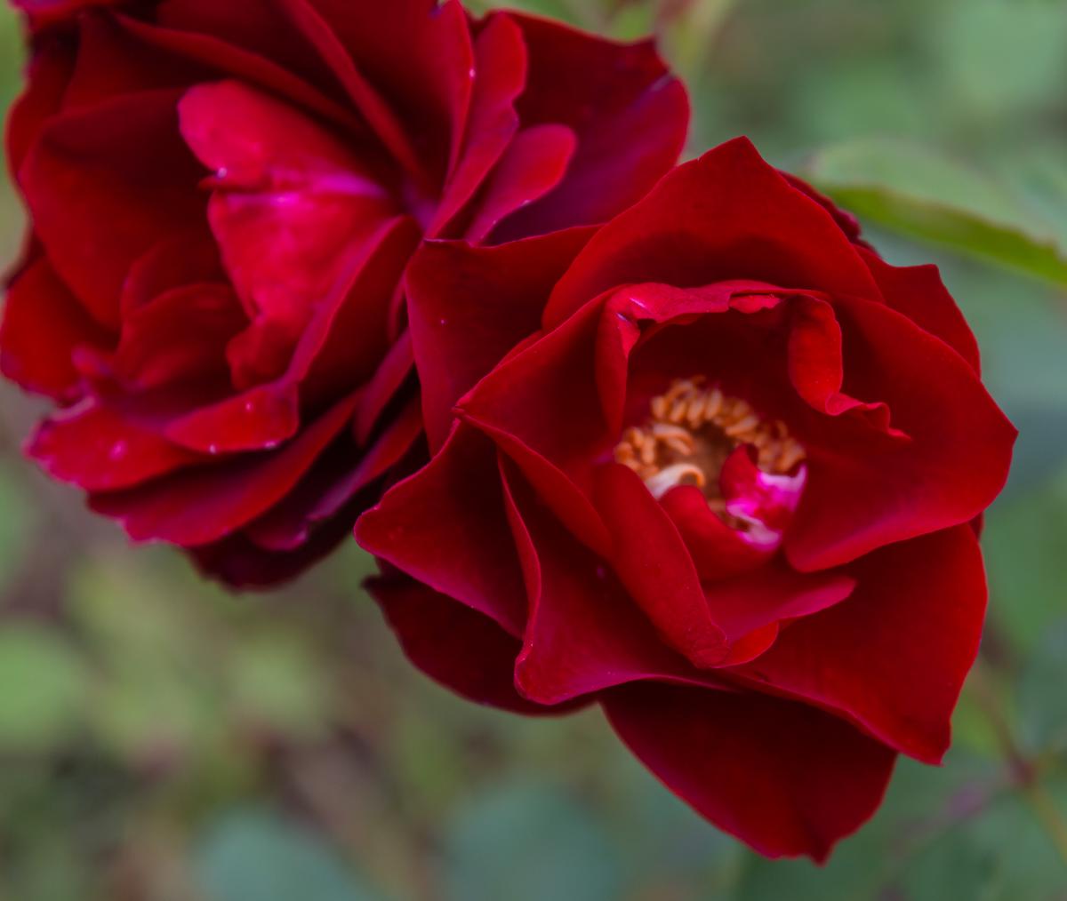 Hope for Humanity Roses