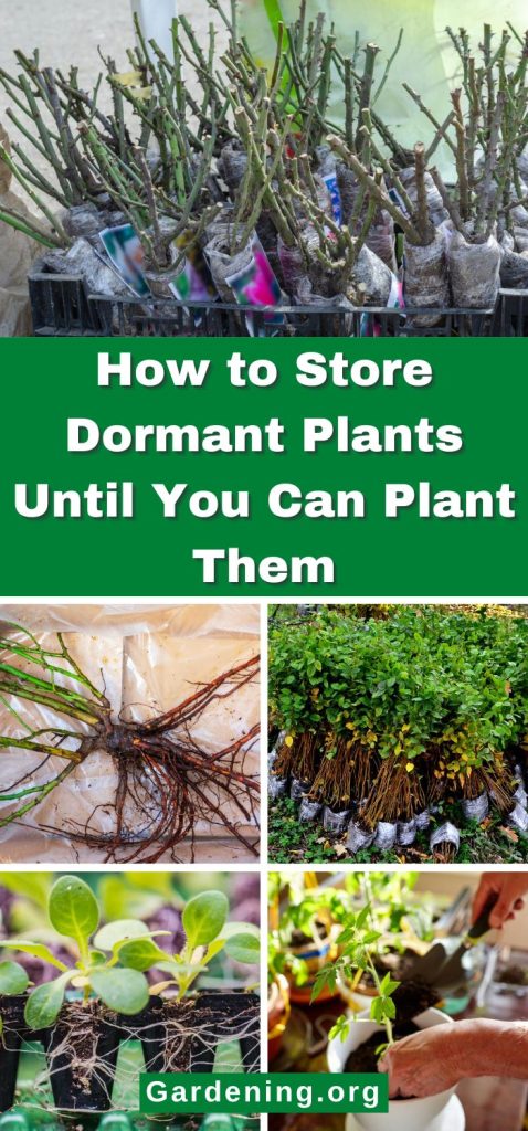 How to Store Dormant Plants Until You Can Plant Them pinterest image.