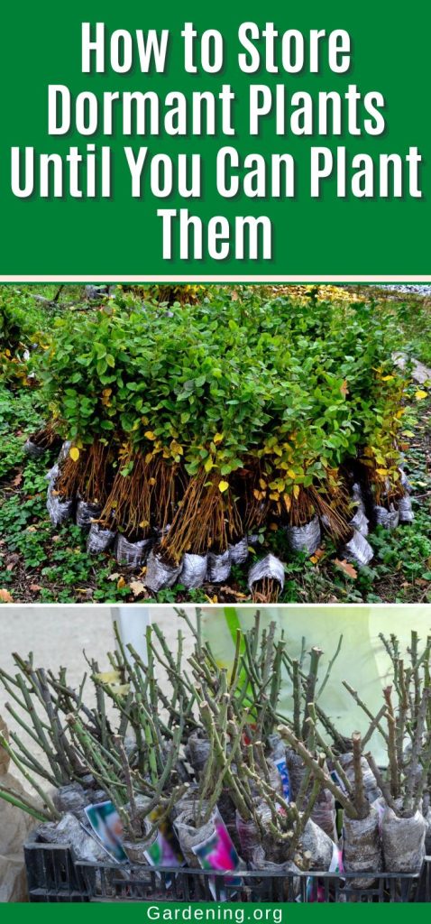 How to Store Dormant Plants Until You Can Plant Them pinterest image.