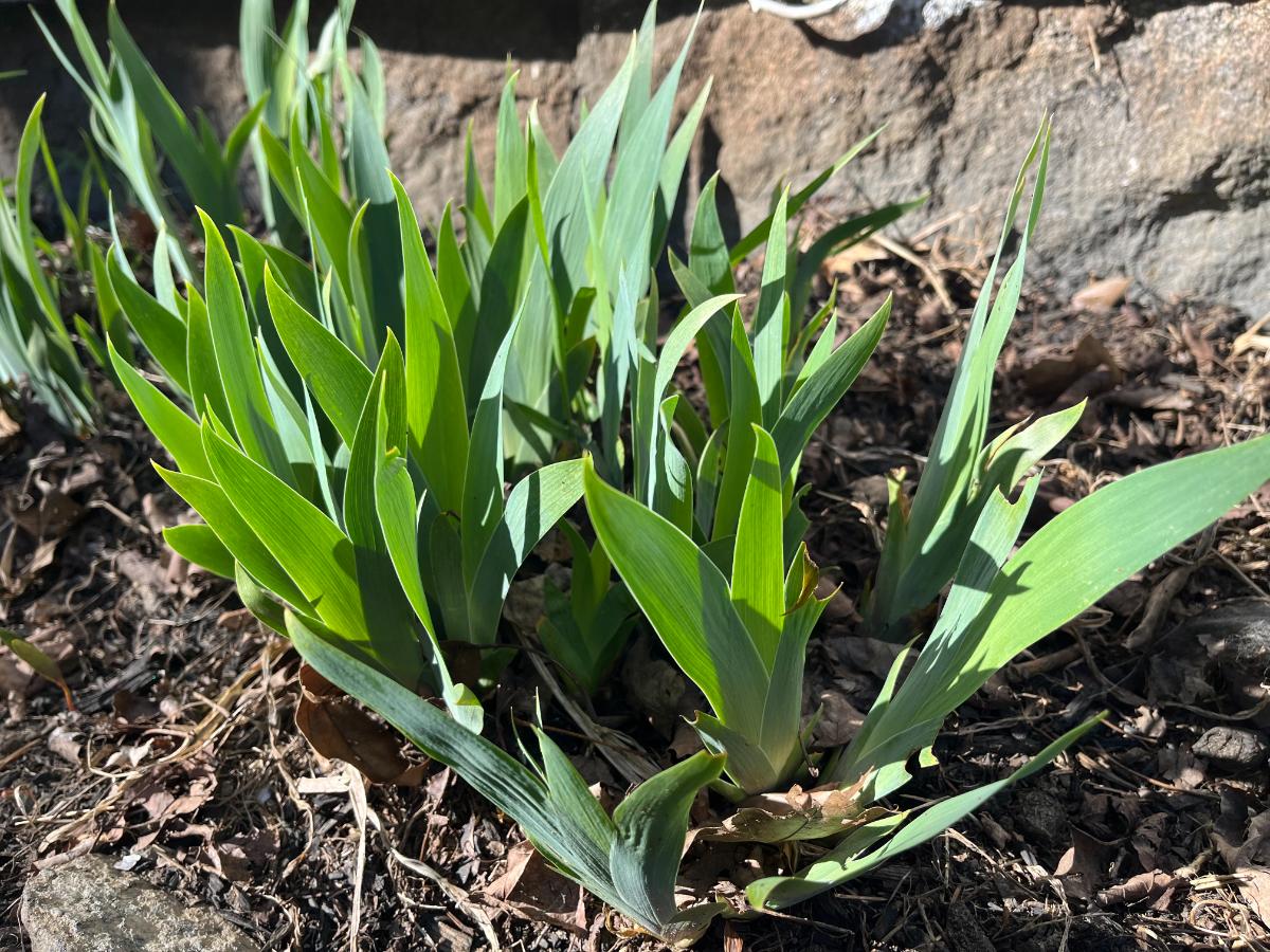 Perennial irises growing in spring