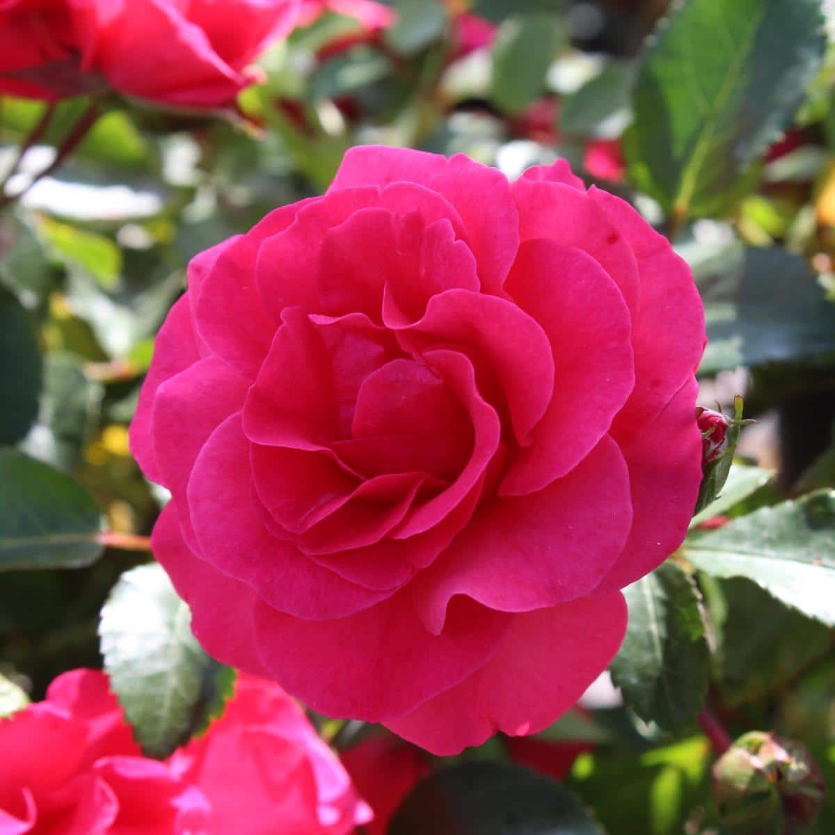 Morden Amorette Rose