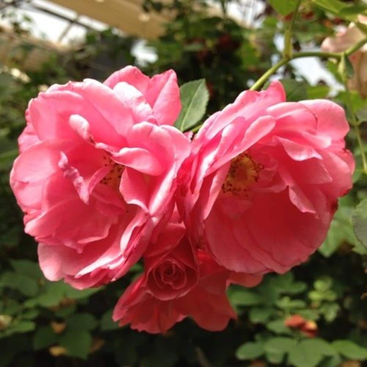 Morden Belle Rose