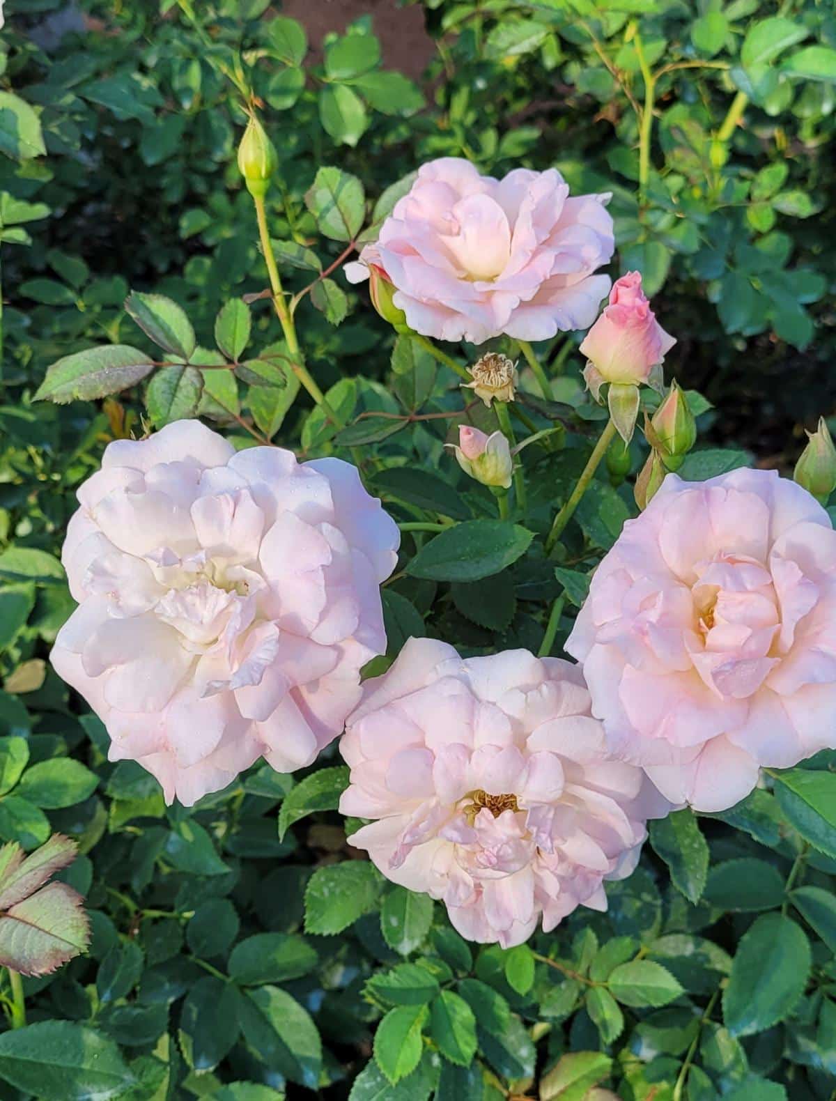 Morden Blush Rose