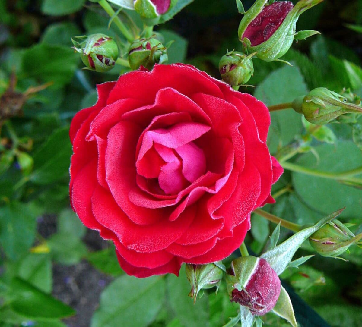Morden Cardinette rose