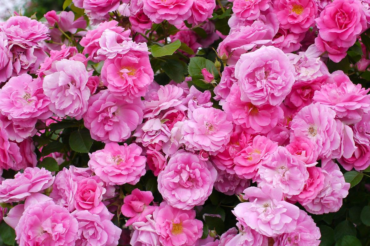 Morden Centennial Rose