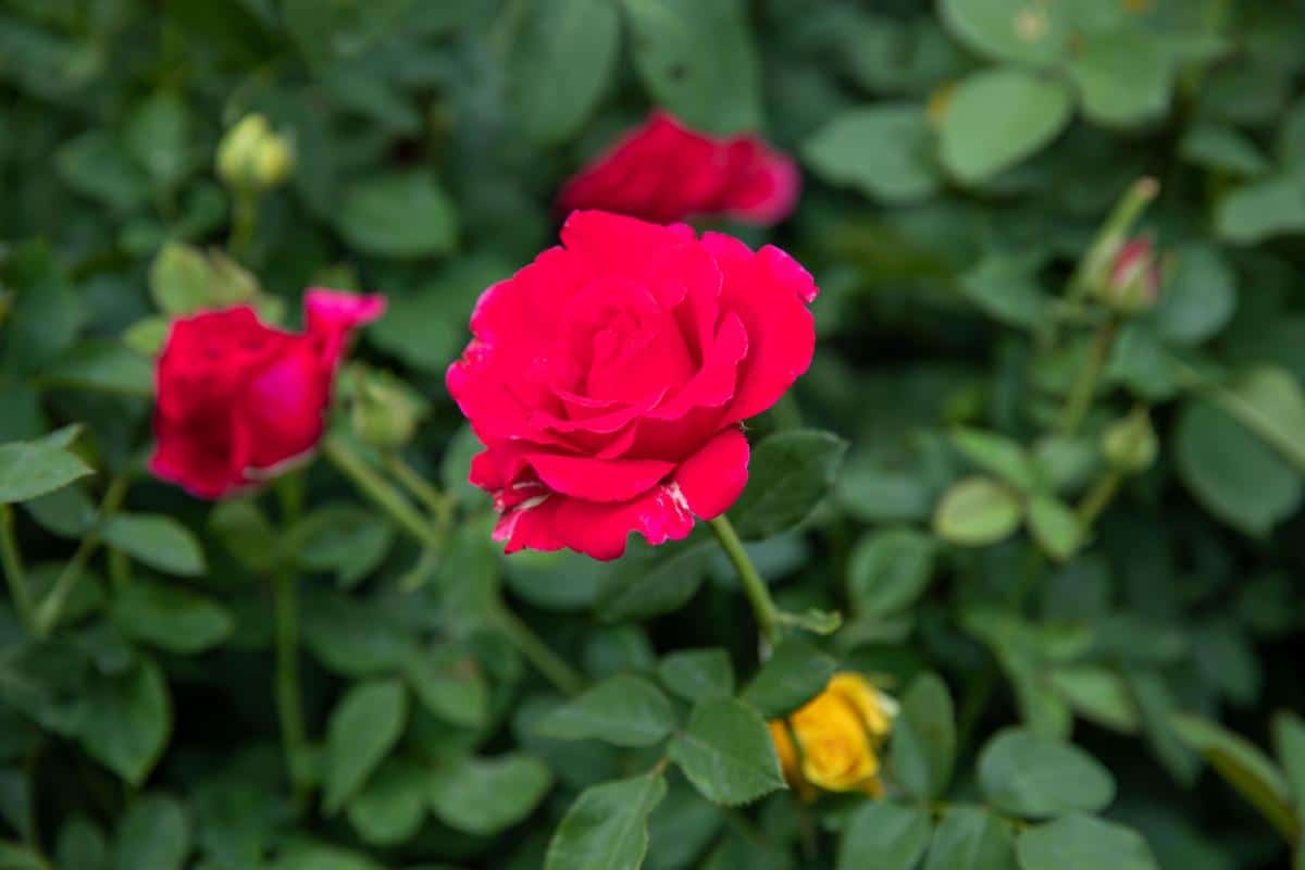 Morden Fireglow Rose