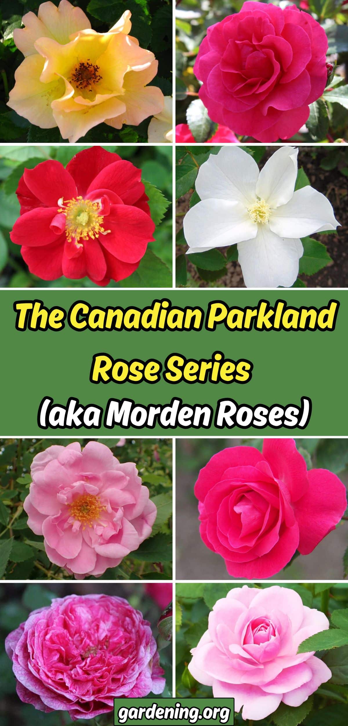 The Canadian Parkland Rose Series  (aka Morden Roses) collage.