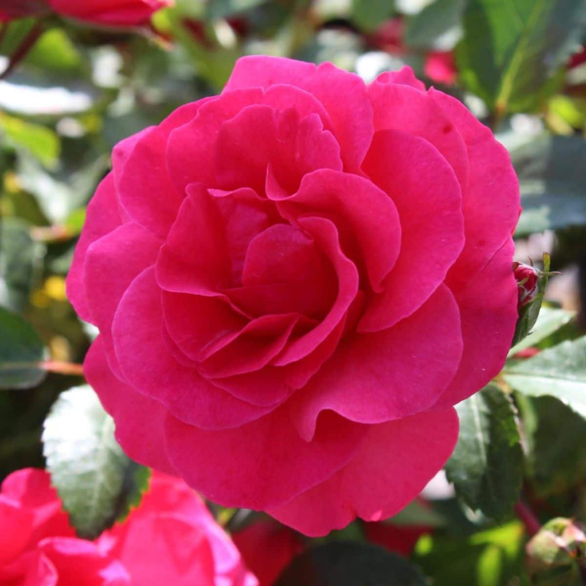 Beautiful ‘Morden Amorette’ rose in full bloom.