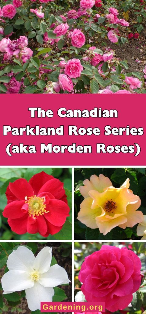 The Canadian Parkland Rose Series (aka Morden Roses) pinterest image.