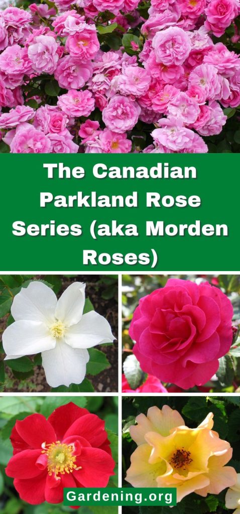 The Canadian Parkland Rose Series (aka Morden Roses) pinterest image.