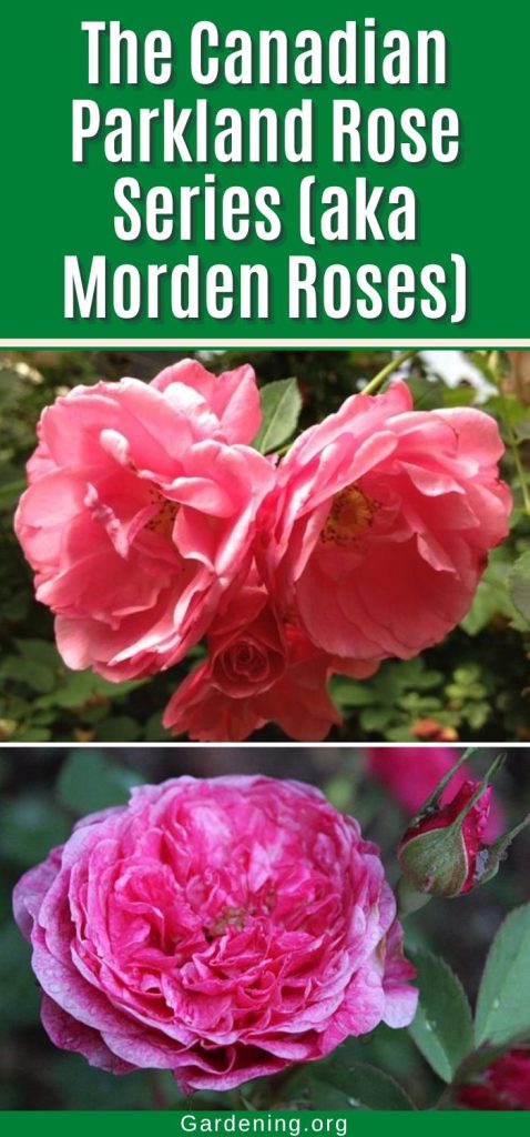 The Canadian Parkland Rose Series (aka Morden Roses) pinterest image.