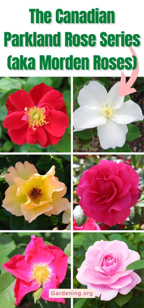 The Canadian Parkland Rose Series (aka Morden Roses) pinterest image.