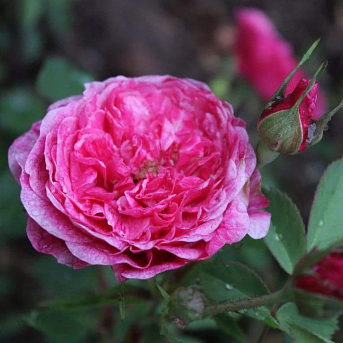 Morden Ruby Roses