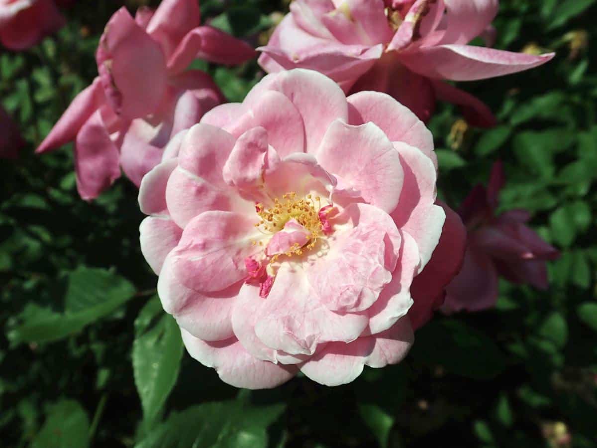 Old Blush rose variety