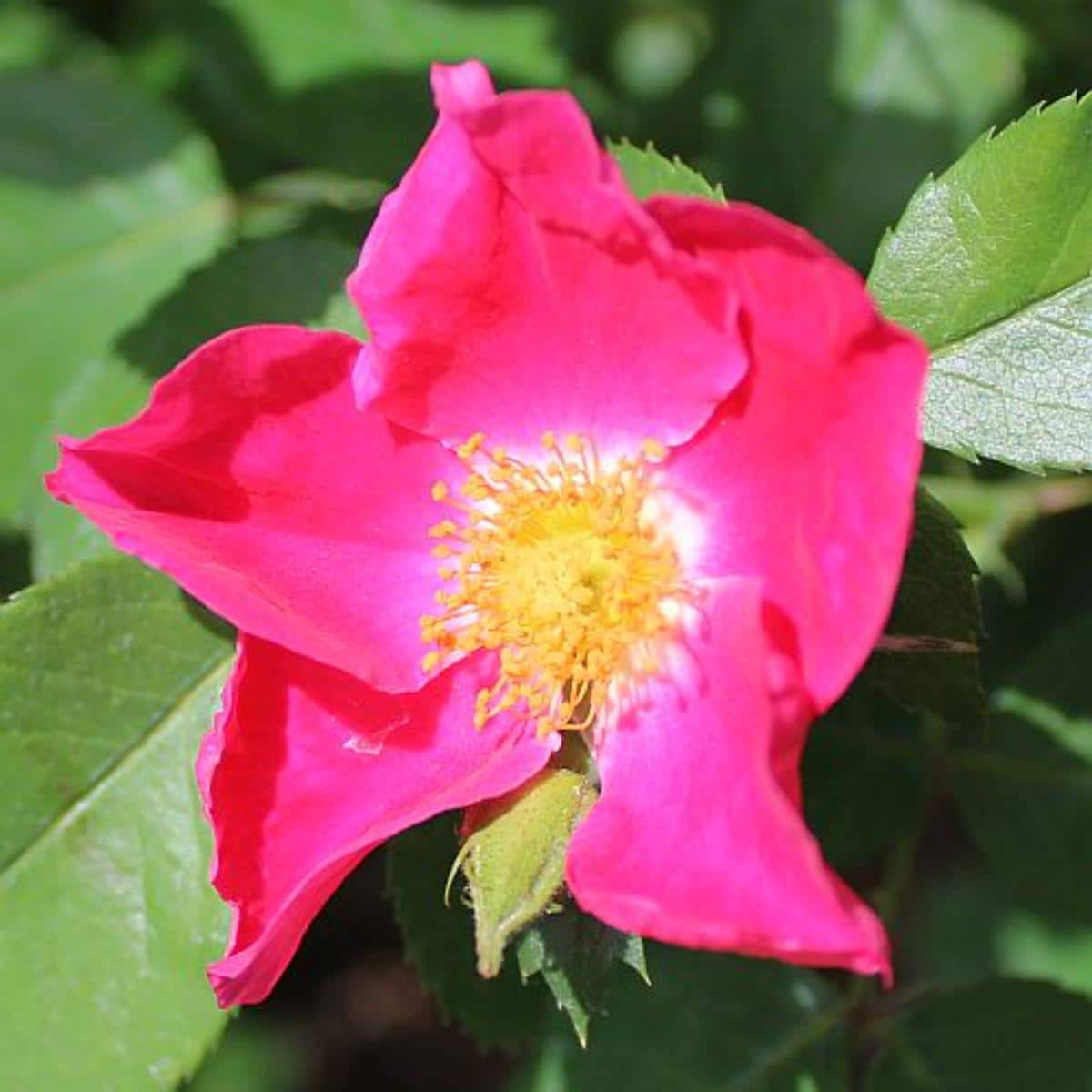 Prairie Celebration rose