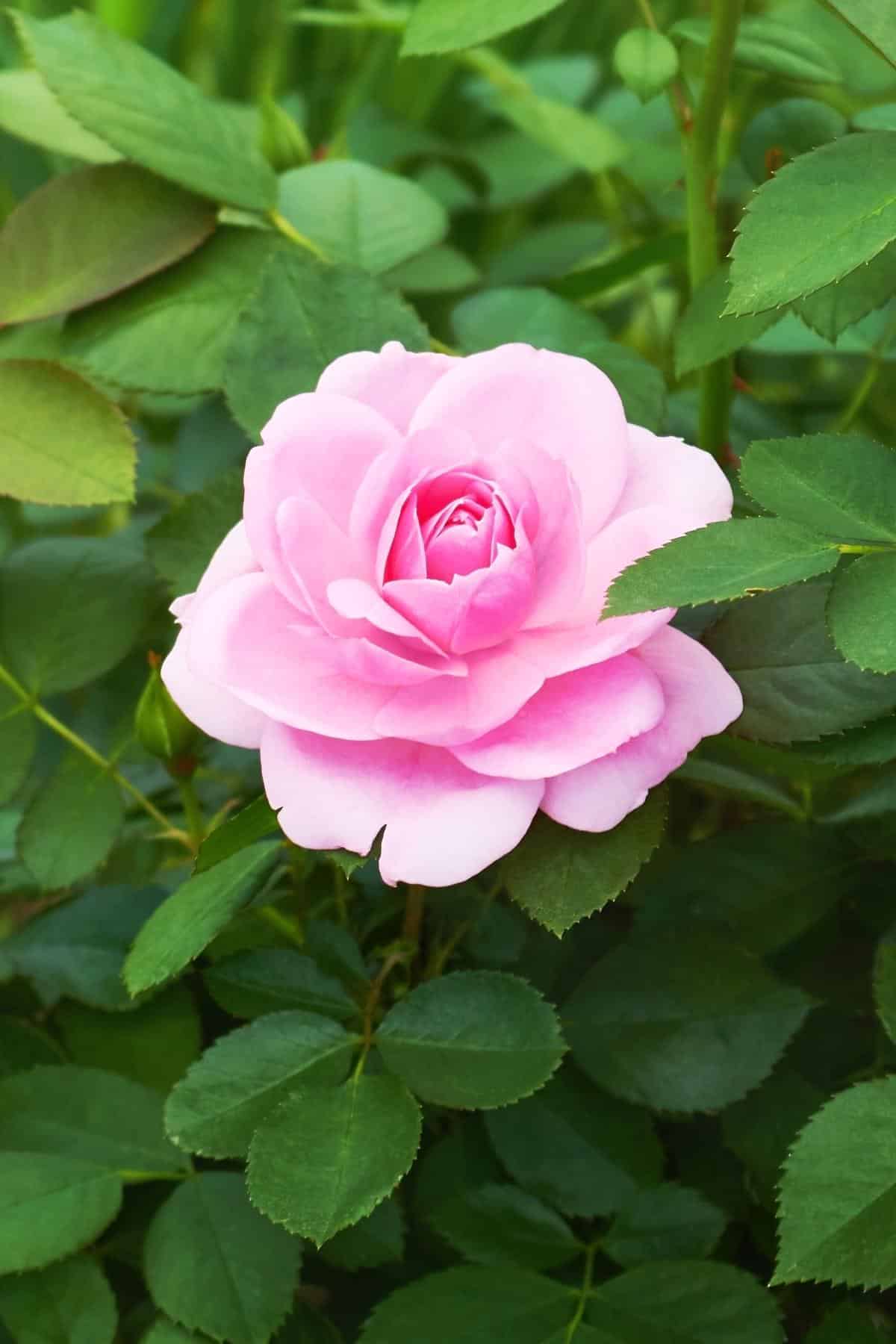 Prairie Joy rose